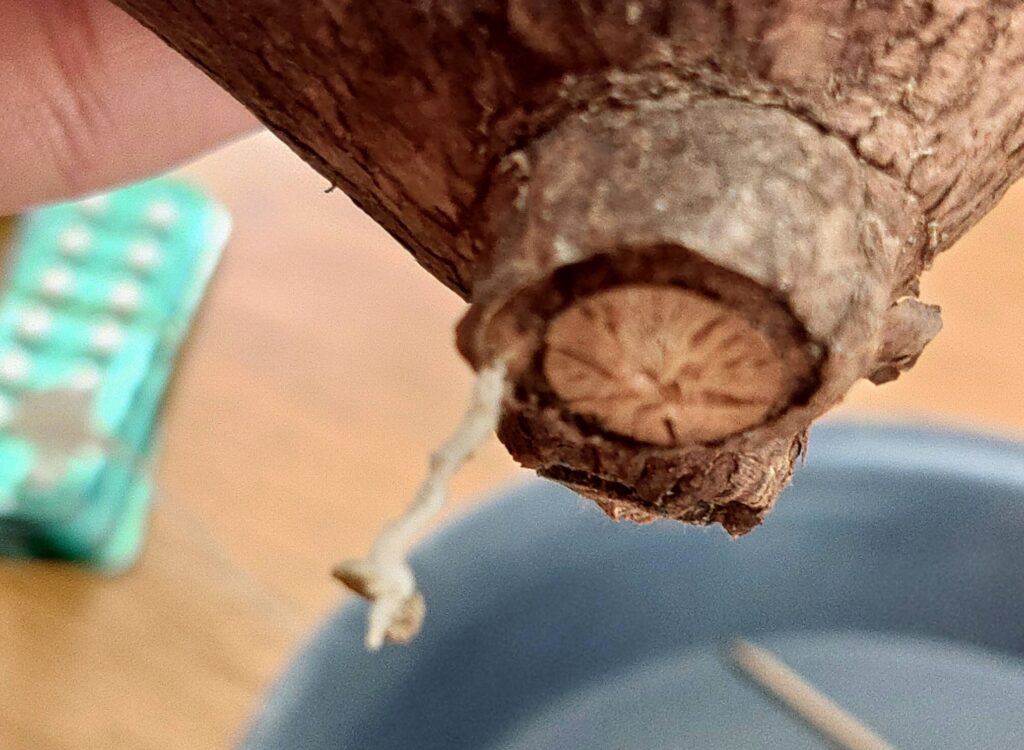 発根管理】グラキリスなどの現地球の選び方、発根管理を写真付きで解説